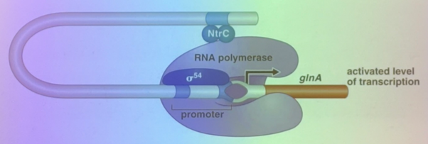 <p>what is this image depicting and how does it relate to gene regulation?</p>