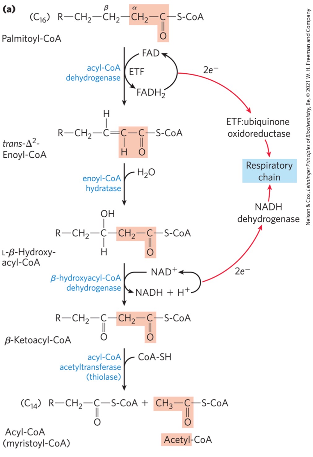 <ul><li><p>one acetyl residue </p></li><li><p>carboxyl end of fatty acyl chain </p></li></ul><p></p>