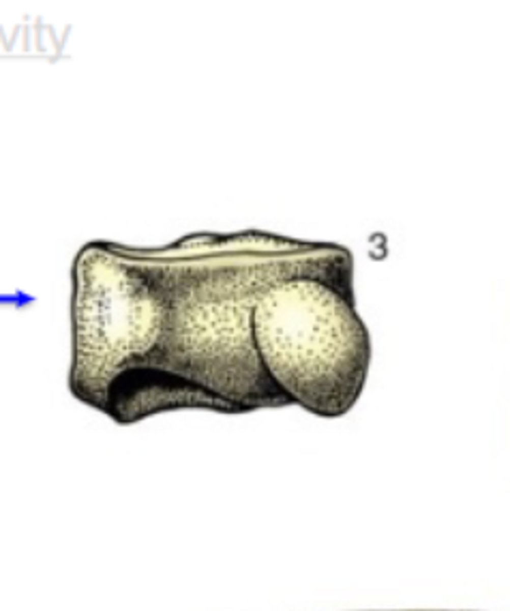 <p>Bone shape?</p><p>-have no dimension that greatly exceeds the others</p><p>-no medullary cavity</p><p>3 multiple choice options</p>