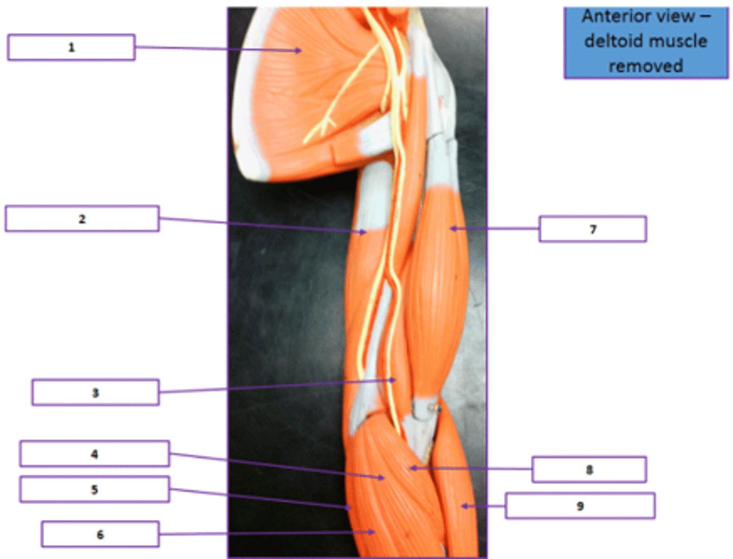 <p>Identify the muscle labeled 5.</p>