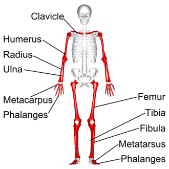 <p>What are long bones?</p>