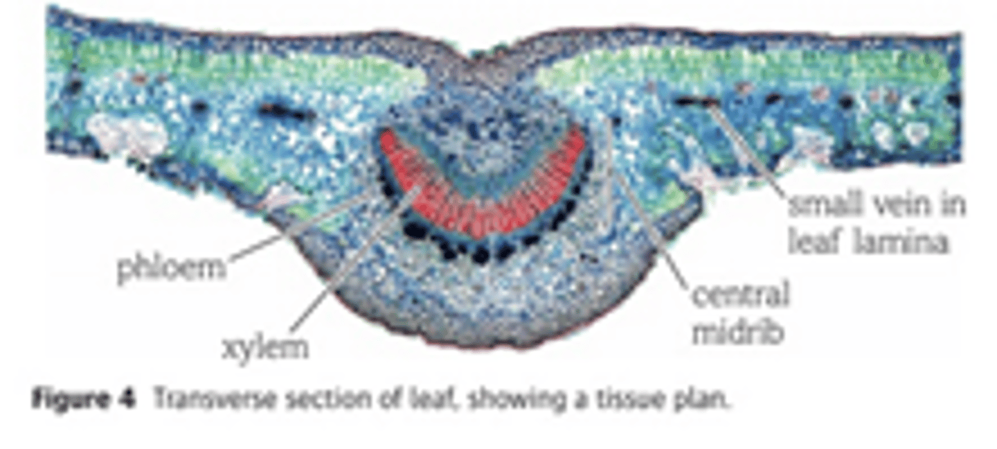 <p>Vascular bundles form midrib &amp; veins of a leaf. Dicotyledonous leaves have a branching network of veins that, starting at midrib &amp; spreading outwards. These are involved in transport and support of leaves.</p>