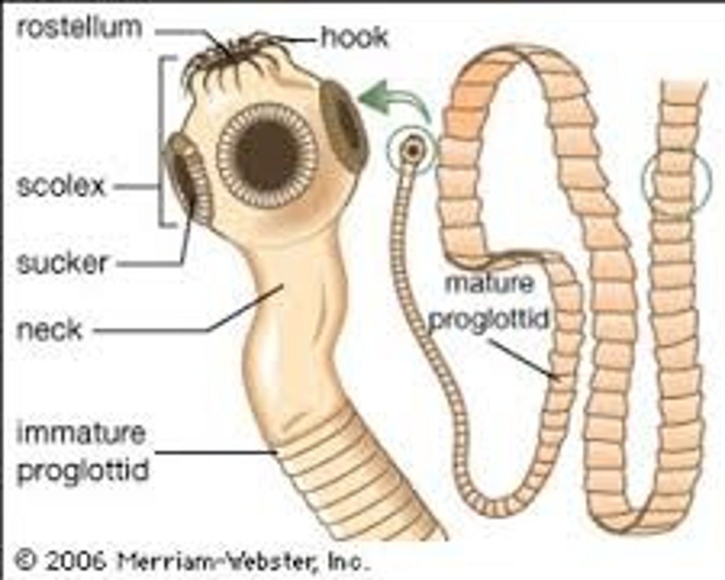 <p>1. Scolex - head w/ suckers</p><p>2. Neck : <10 segments</p><p>3. Proglottids: large mature segments with eggs</p>