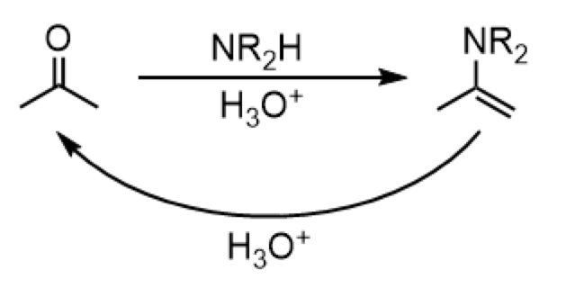 <ul><li><p>reagents: NR<sub>2</sub>H (forward), H<sub>3</sub>O<sup>+</sup> (reverse)</p></li><li><p>formation of enamine </p><p></p></li></ul><p></p>