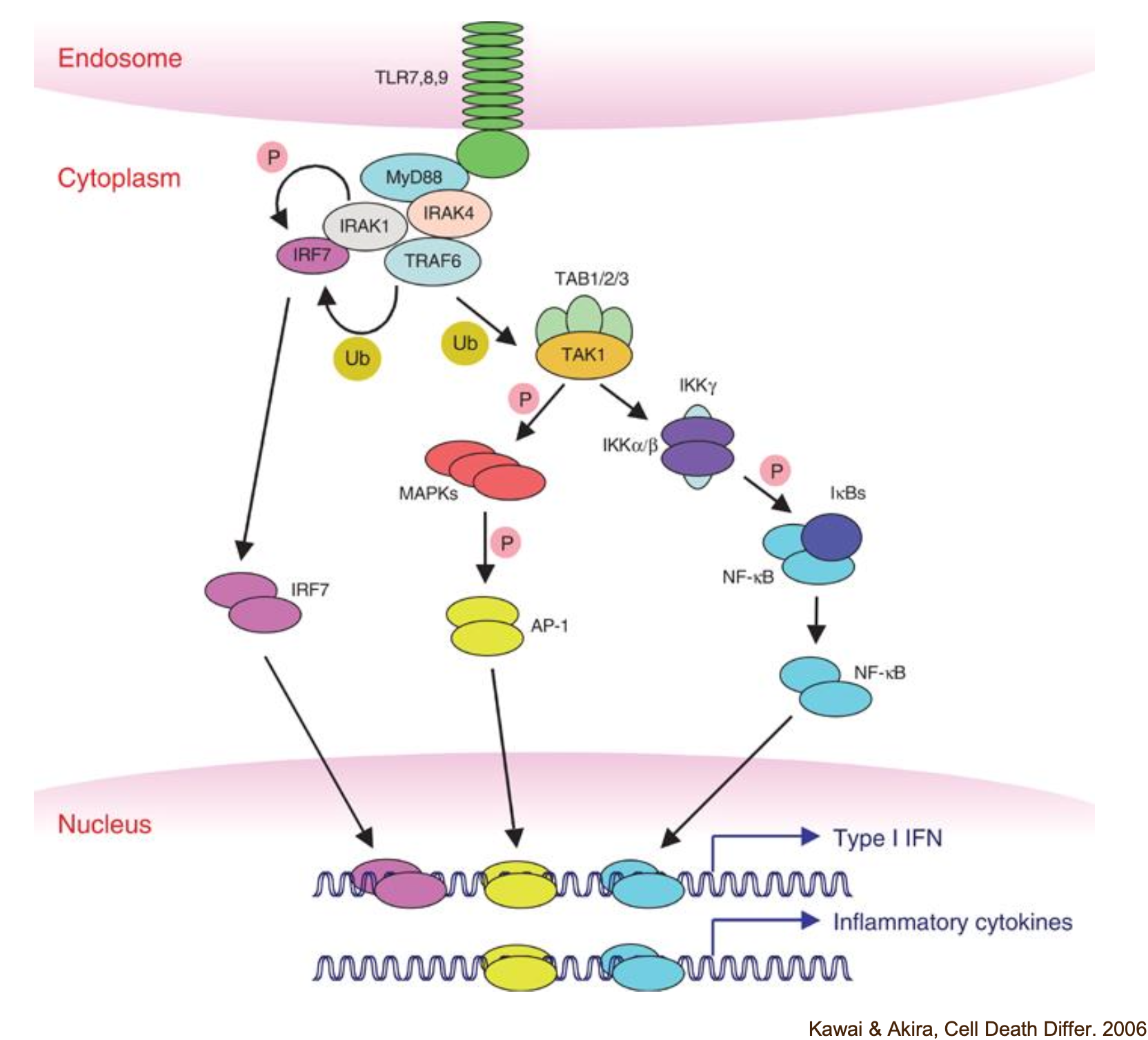 <p>Activation of MyD88 leads to the activation of IRAK4 through phosphorylation which in turn will phosphorylate IRAK1/2 and activate TRAF6. This will lead to activation of TAK1 through ubiquitinization which will also activate IKK and MAPK. This will lead to the translocation of some transcription factors such as NFkB into the nucleus where it will act on the DNA and lead to the expression of genes such as the ones coding for type 1 interferons.</p>