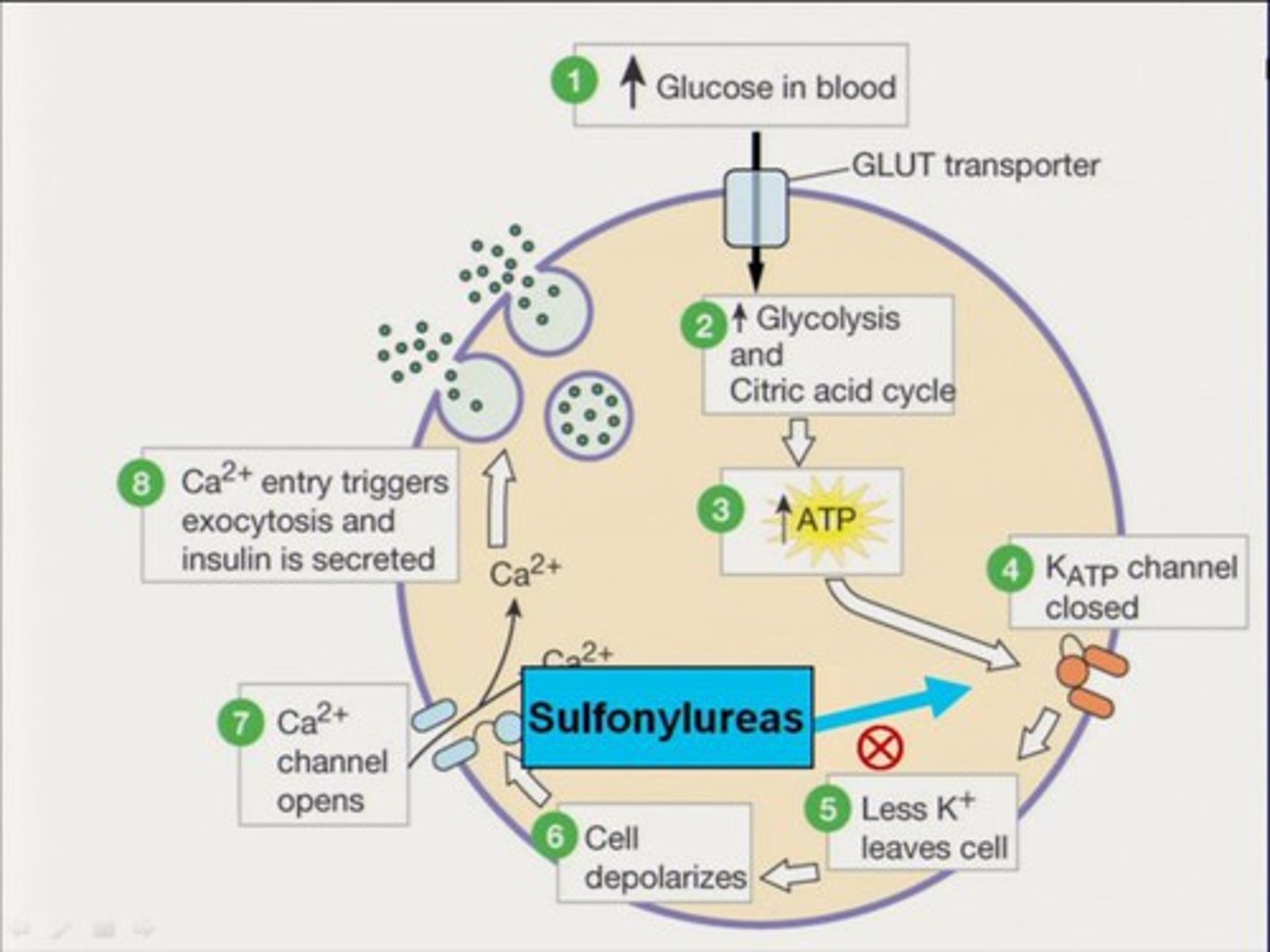<p>glipizide, glyburide, glimepiride (-ides)</p><p>MOA: stimulate insulin secretion by blocking ATP-sensitive potassium (K-ATP) channels in pancreatic beta cells, which depolarizes the cell membrane and opens voltage-gated calcium channels</p><p>- outward flow of K+ is inhibited</p><p>- preformed insulin is released, NO biosynthesis</p><p>- no 1st gens - t1/2 was too long</p><p>- 2nd gens - shorter t1/2, fewer ADEs</p><p>glyburide has longest t1/2 (10 hrs), glipizide has shortest (3 hrs)</p><p>- pts stop responding after ~1 year </p><p>ADE: does not correct initial post-prandial spike, hypoglycemia, weight gain</p><p>intx: ethanol, sulfonamides, beta-blockers</p>