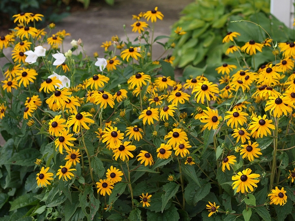 <p><em>Rudbeckia fulgida</em></p>