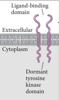 <p>Tyrosine Kinase Receptor ; Receptor that acts as an on/off switch for cellular processes</p>
