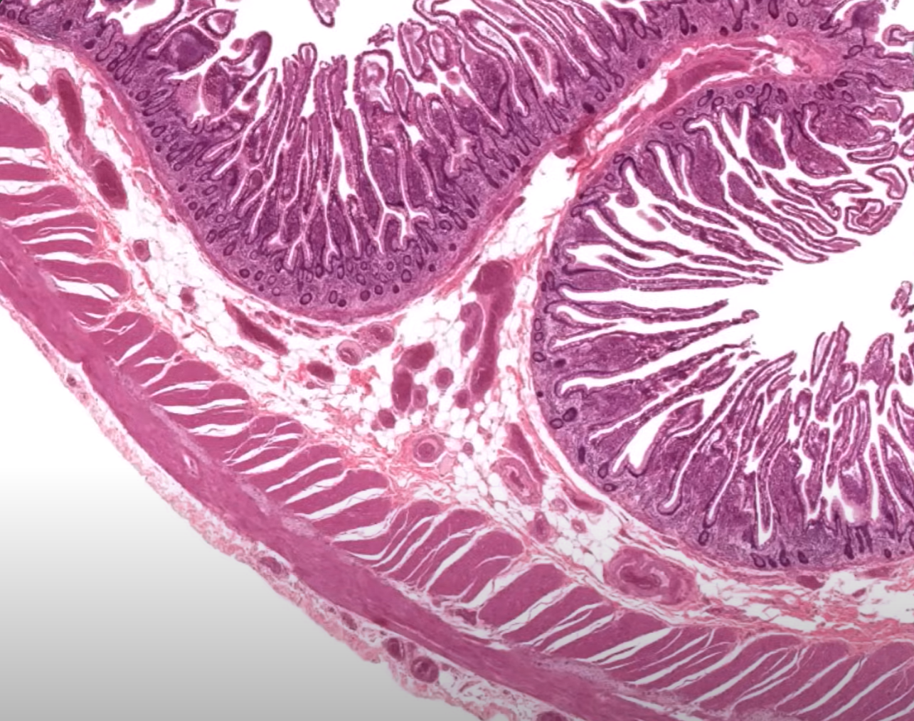 <p>Organ?</p><p>Label?</p><p>Cells at base of crpts?</p>