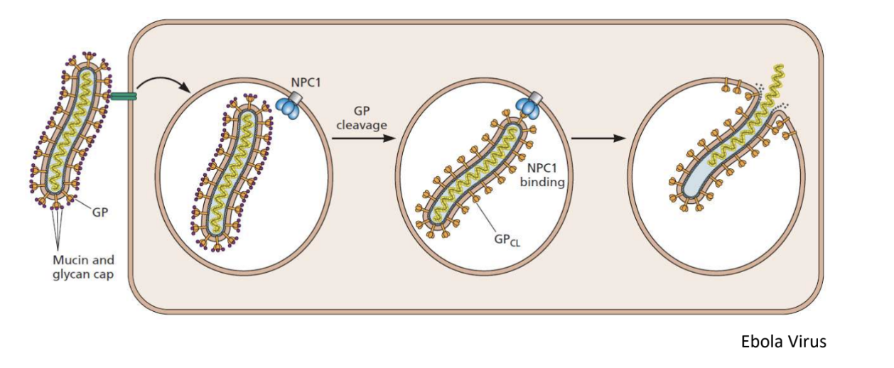 <ul><li><p>Ebola virus doesn’t have a very specific host receptor and <strong>most likely taken up by pinocytosis</strong></p></li><li><p>Once inside endosome, there’s <strong>cleavage of lipoproteins</strong>, exposing it to <u>endosomal-membrane receptors</u>, allowing fusion that releases the nucleocapsid into the cytoplasm</p></li><li><p>Different bc <strong>acidic conditions of endosome don’t change viral receptor but digests mucin cap,</strong> hiding receptor from binding to host cell receptor</p><p></p></li></ul><p><em>*Dengue virus has similar mechanism</em></p>