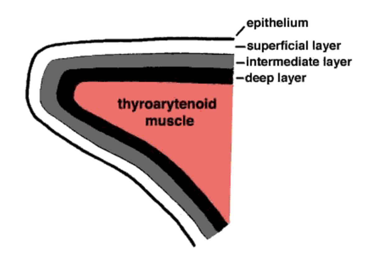 <p>Vocal folds used to be called vocal cords (and are still often referred to that way) because it was thought that they vibrated much like strings on a violin. Also, from above, as seen from the laryngeal mirror, they do look like little pieces of cord. Now, we know more about them.</p>