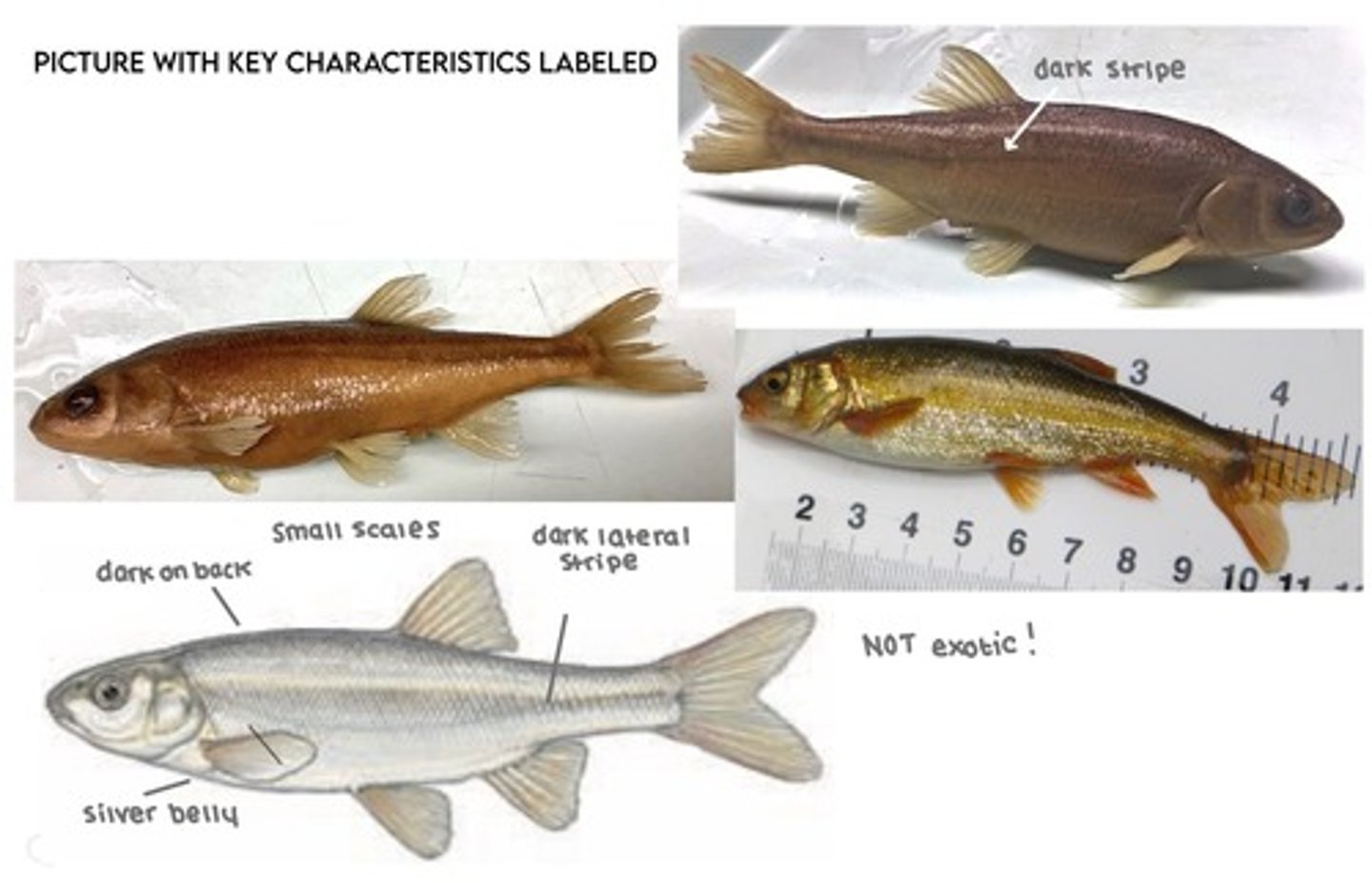 <p>California roach</p><p>-NO frenum</p>