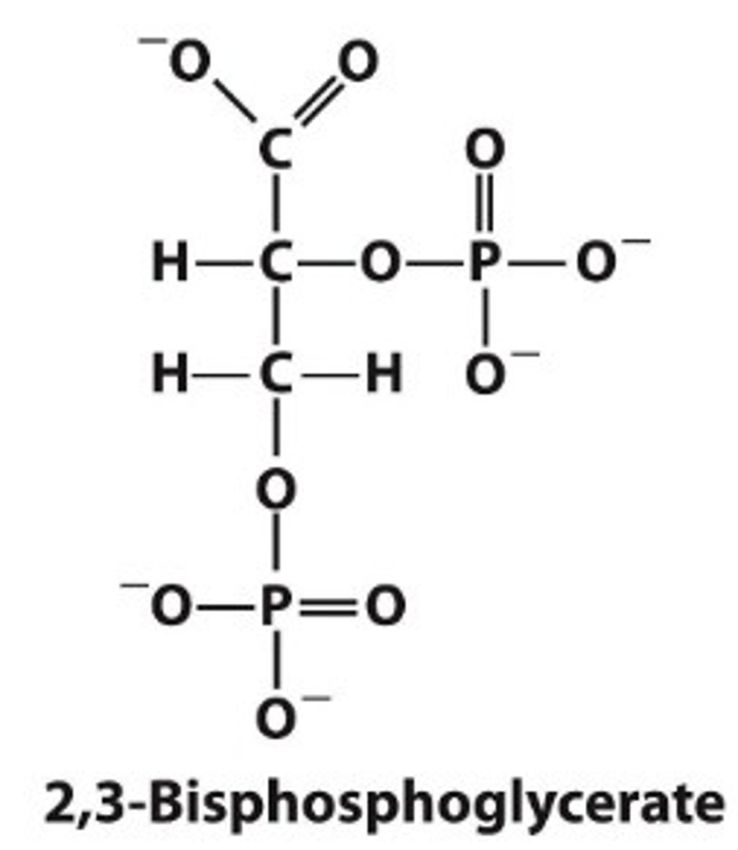 <p>Helps regulate oxygen binding to hemoglobin by lowering the affinity</p><p>BPG greatly reduces the affinity of hemoglobin for oxygen, which is important in the physiological adaptation to the lower pO2 at high altitudes</p><p>- More red blood cells begin to be produced, which allows for more O2 to be collected</p>