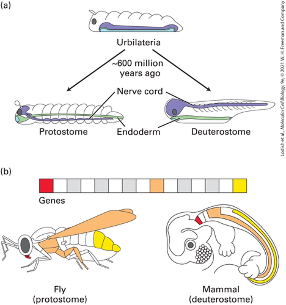 <p>blastopore becomes anus and have a dorsal CNS</p><p>- echinoderms and vertebrates</p>