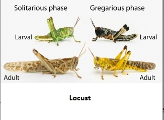 <ul><li><p>Ex. <strong>Locusts</strong>, which shift between:</p></li><li><p><strong>solitarious</strong> phase (avoid other locusts, is green, shy)</p></li></ul><p>AND</p><ul><li><p><strong>gregarious </strong>phase (social, bright, migrate in groups)</p></li></ul><p><strong>Conclusion</strong>: changes in weather affects reproduction of insect, causing ‘boom and bust’ periods that impact humans</p>