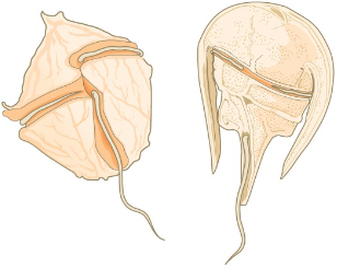 <p>phytoplankton with <strong>cellulose</strong><span> </span><strong>plates </strong><span>of "armor" and by two </span><strong>flagella</strong><span> oriented in perpendicular &nbsp;grooves. One moves them forward, the other often causes them to spin when they swim</span></p>