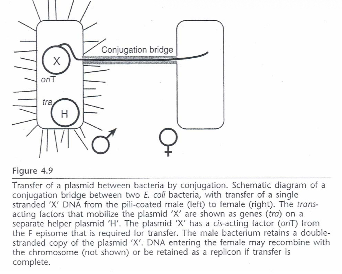 <p>gene transfer from one to another bacterial cell</p>