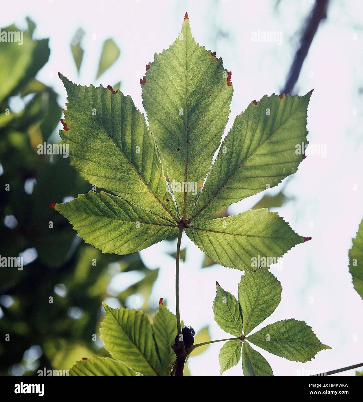 <p>palmate indentation almost to the tip of the petiole</p>