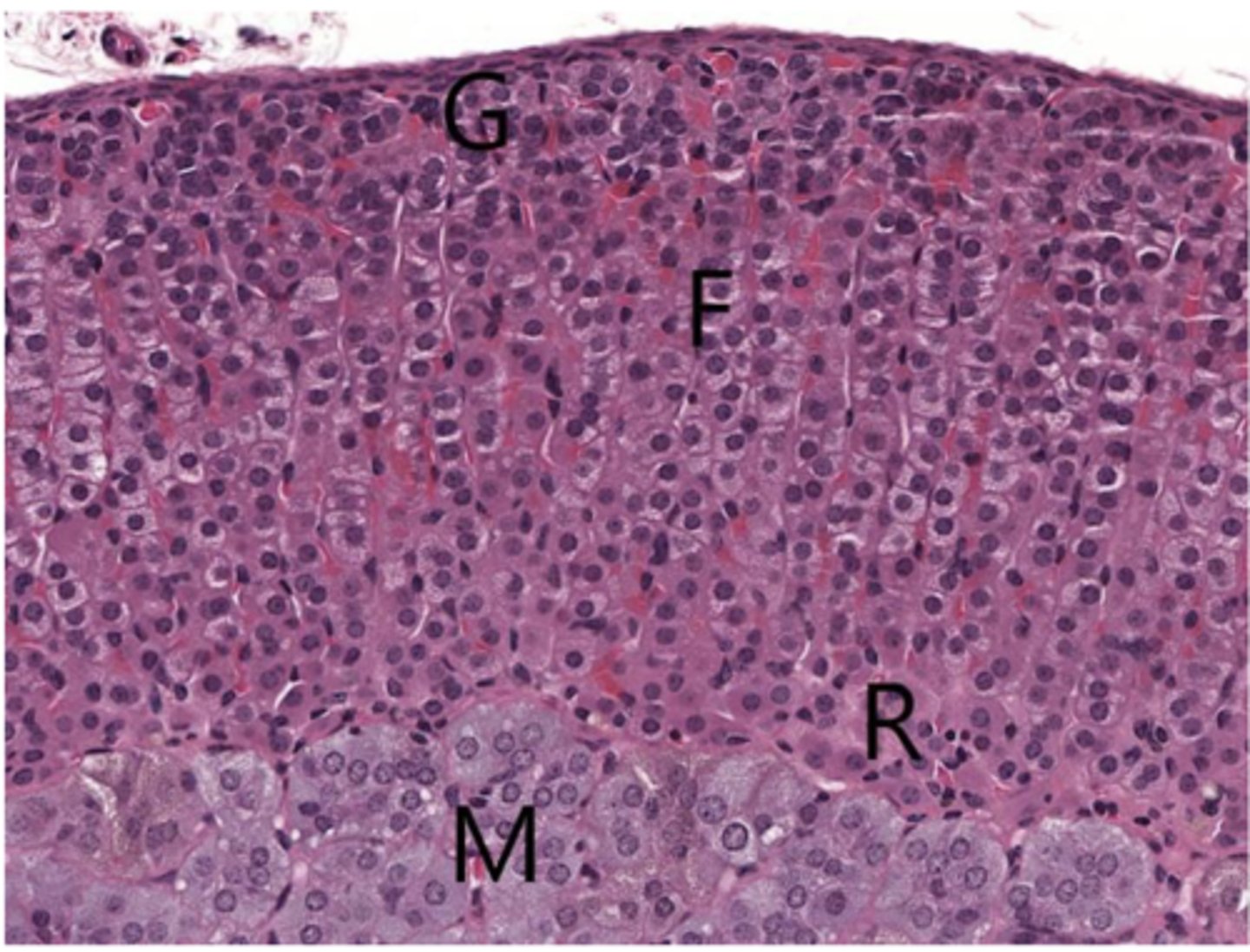 <p>G - zona glomerulosa - aldosterone</p><p>F - zona fasciculata - cortisol</p><p>R - zona reticularis - androgen hormones</p><p>M - adrenal medulla - chromatin cells(NE)</p>