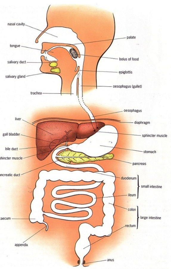<ul><li><p>“The tube that has to do with food”</p></li><li><p>It is technically outside the body</p></li></ul><p></p>