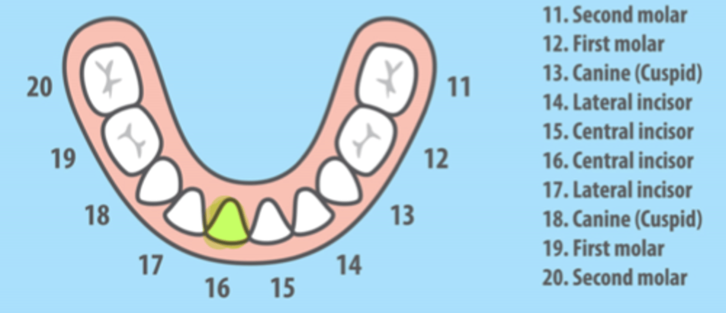 <p>Mandibular Right Primary Central Incisor</p>
