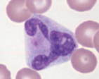 <p>basophil</p>