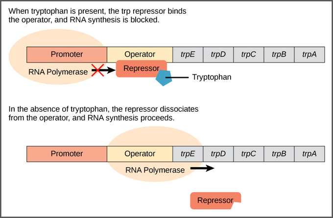 trp operon diagram