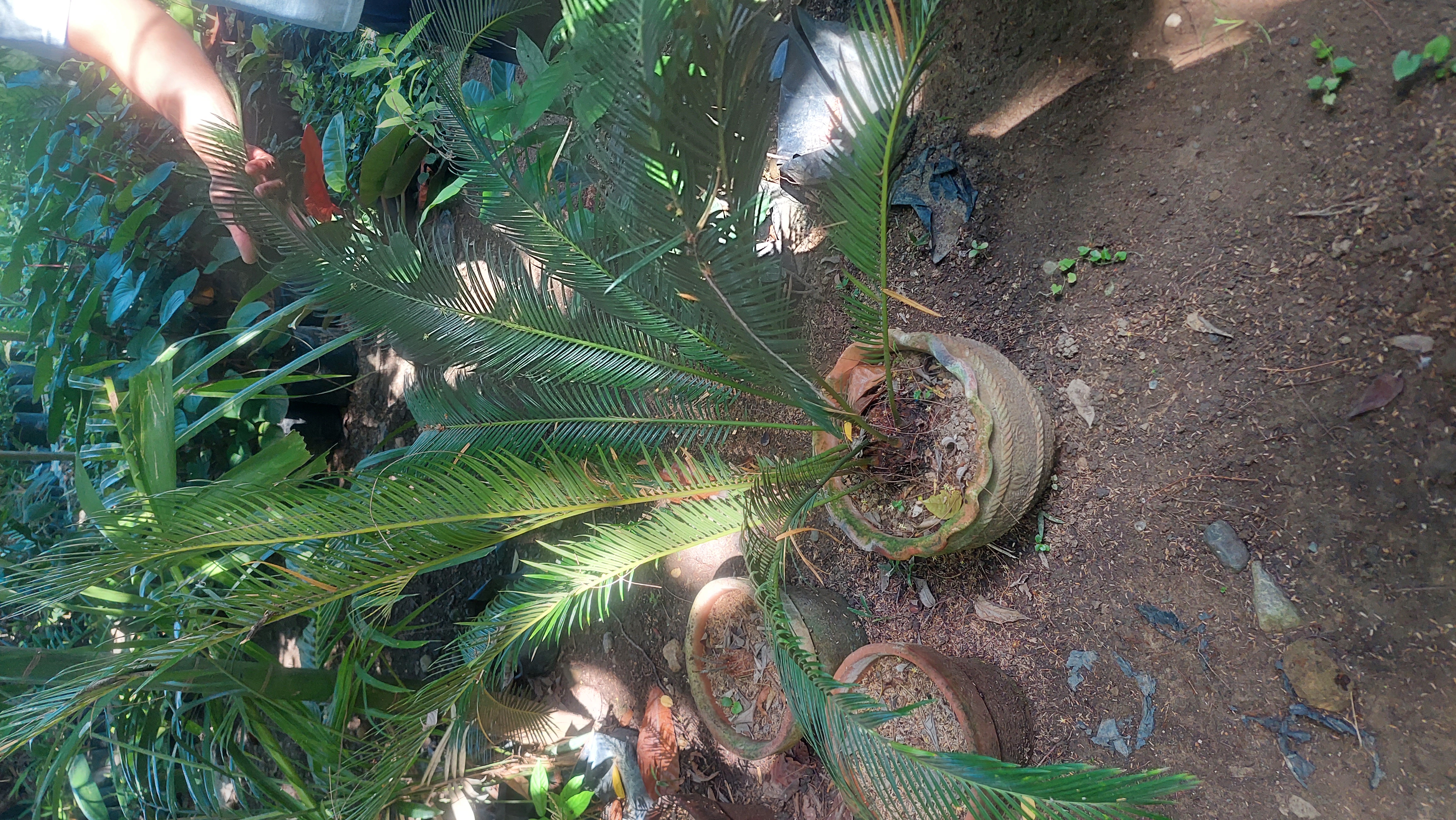 <p>Agave americana</p>