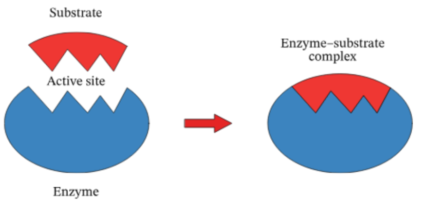 <p>Enzymes</p>