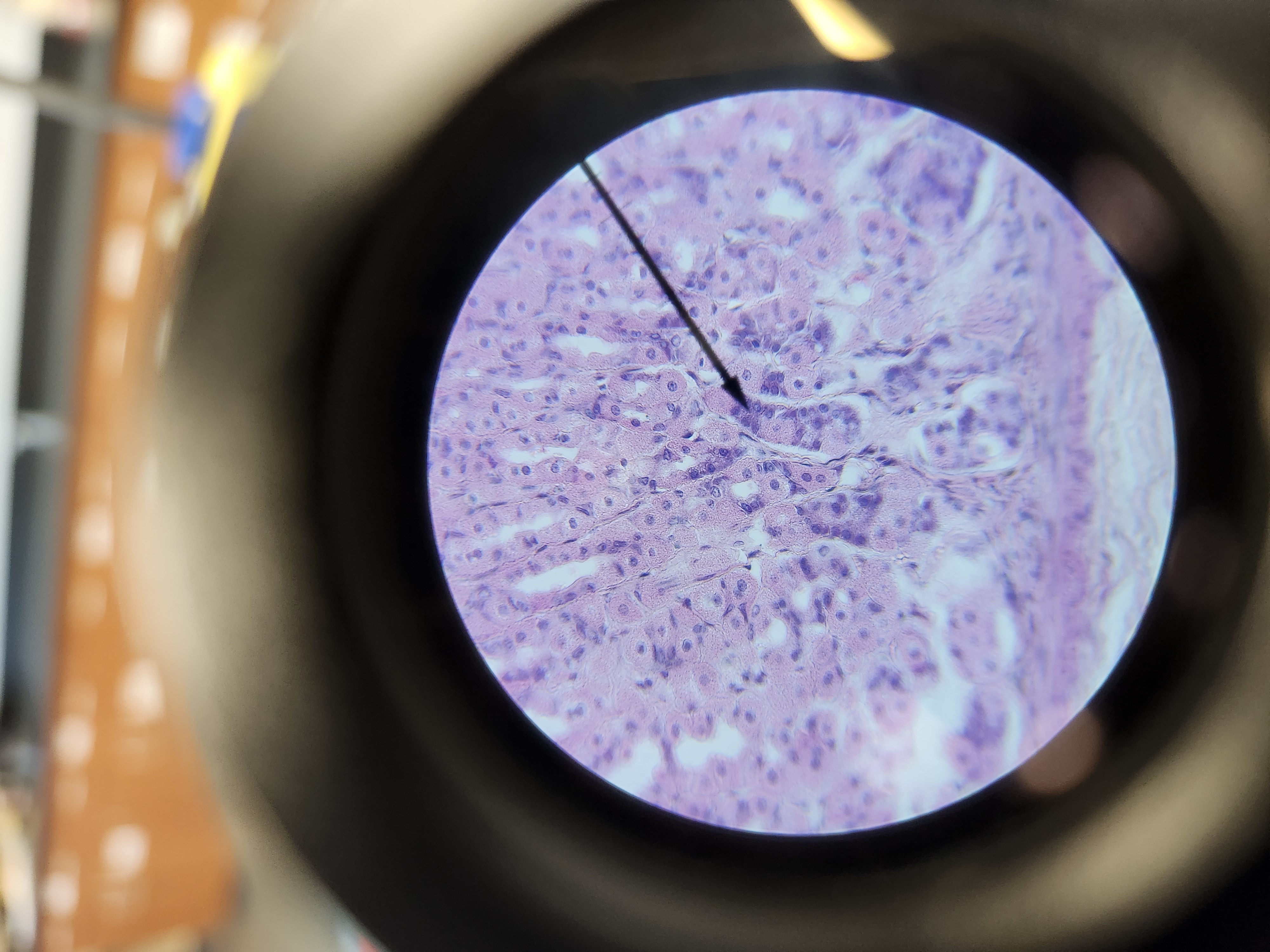 <p>[Histology] Function?</p>