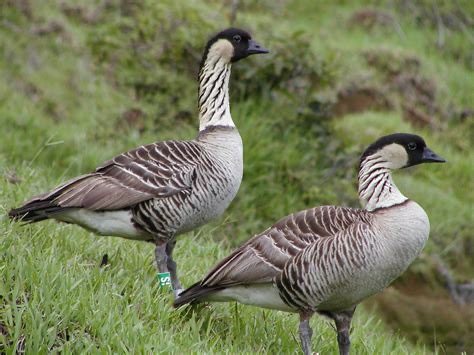 <p>Family: Anatidae</p>