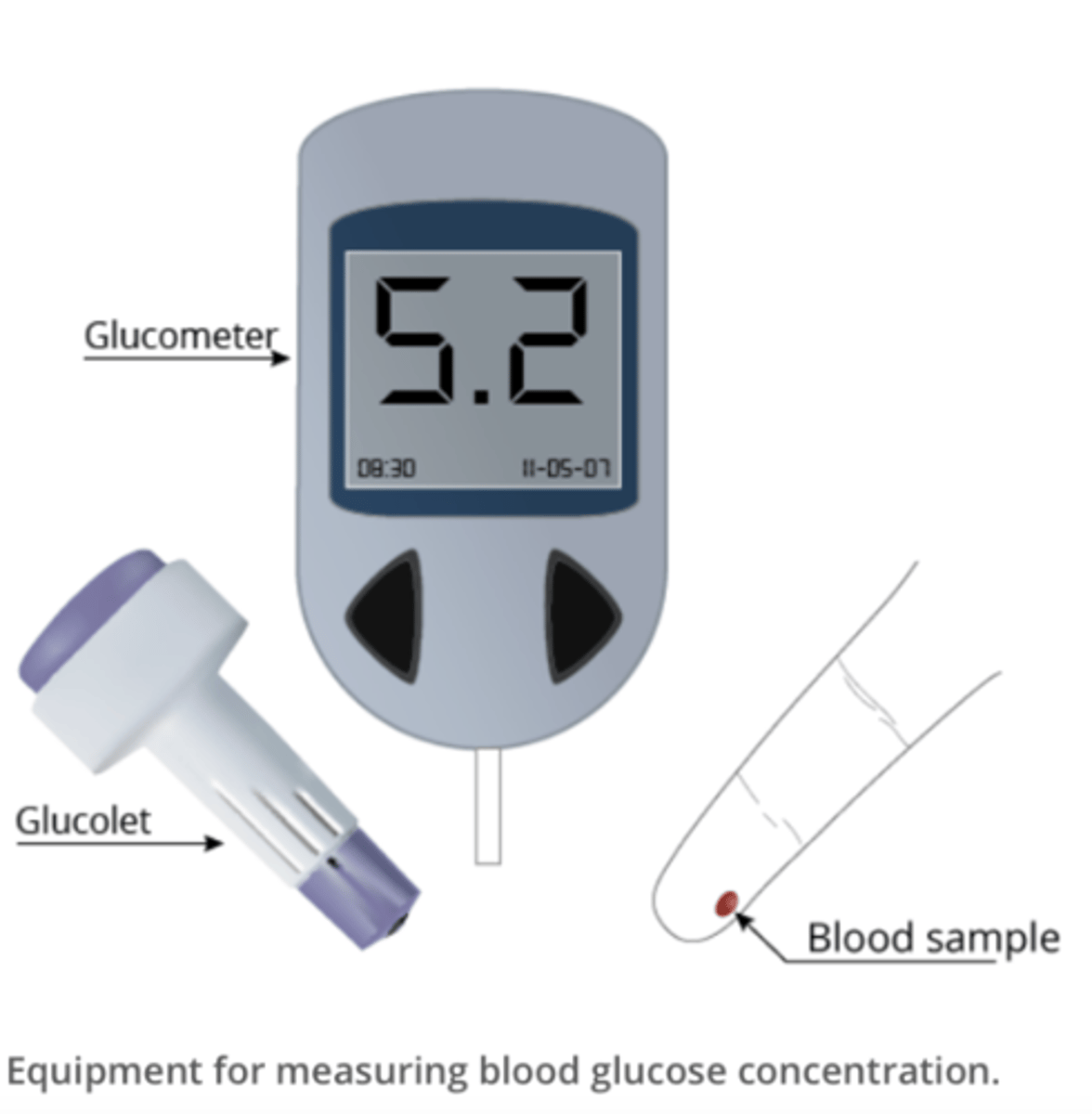 <p>used to measure each volunteer's blood glucose every 30 minutes for at least 90 minutes during the lab to track their blood glucose over time</p>