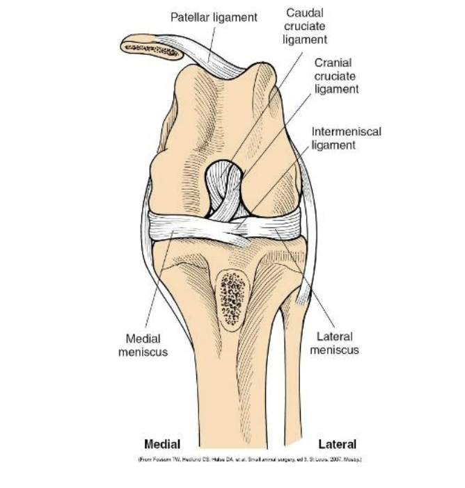 <p>Cranial cruciate ligament rupture</p>
