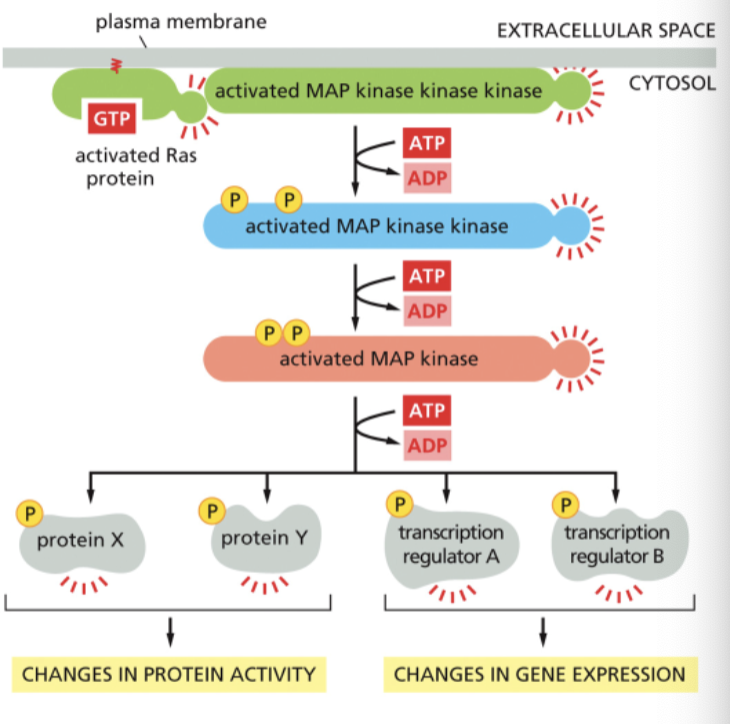 <p>Activated Gas activates ____</p>