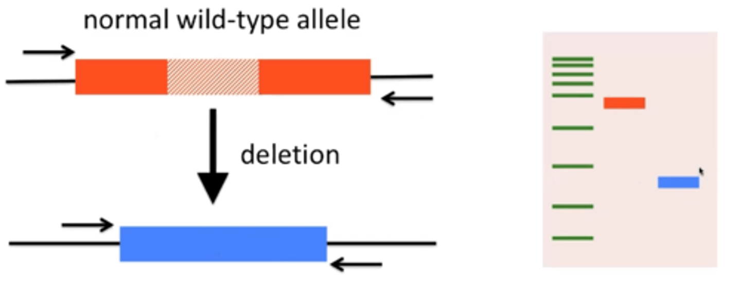 <p>Used to recognize certain mutations that give rise to different-sized PCR products (usually indels)</p>