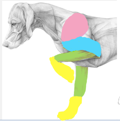 <ul><li><p>Scapular (pink) - scapula and surrounding features</p></li><li><p>Brachium (yellow) - region between shoulder and elbow joints</p></li><li><p>Antebrachium (green) - region between elbow and carpal joints</p></li><li><p>Manus (blue) - carpus and distal</p></li><li><p>Axilla (armpit) - cavity between the forelimb and thorax</p></li></ul>
