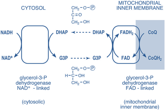 <p>glycerophosphate shuttle</p>