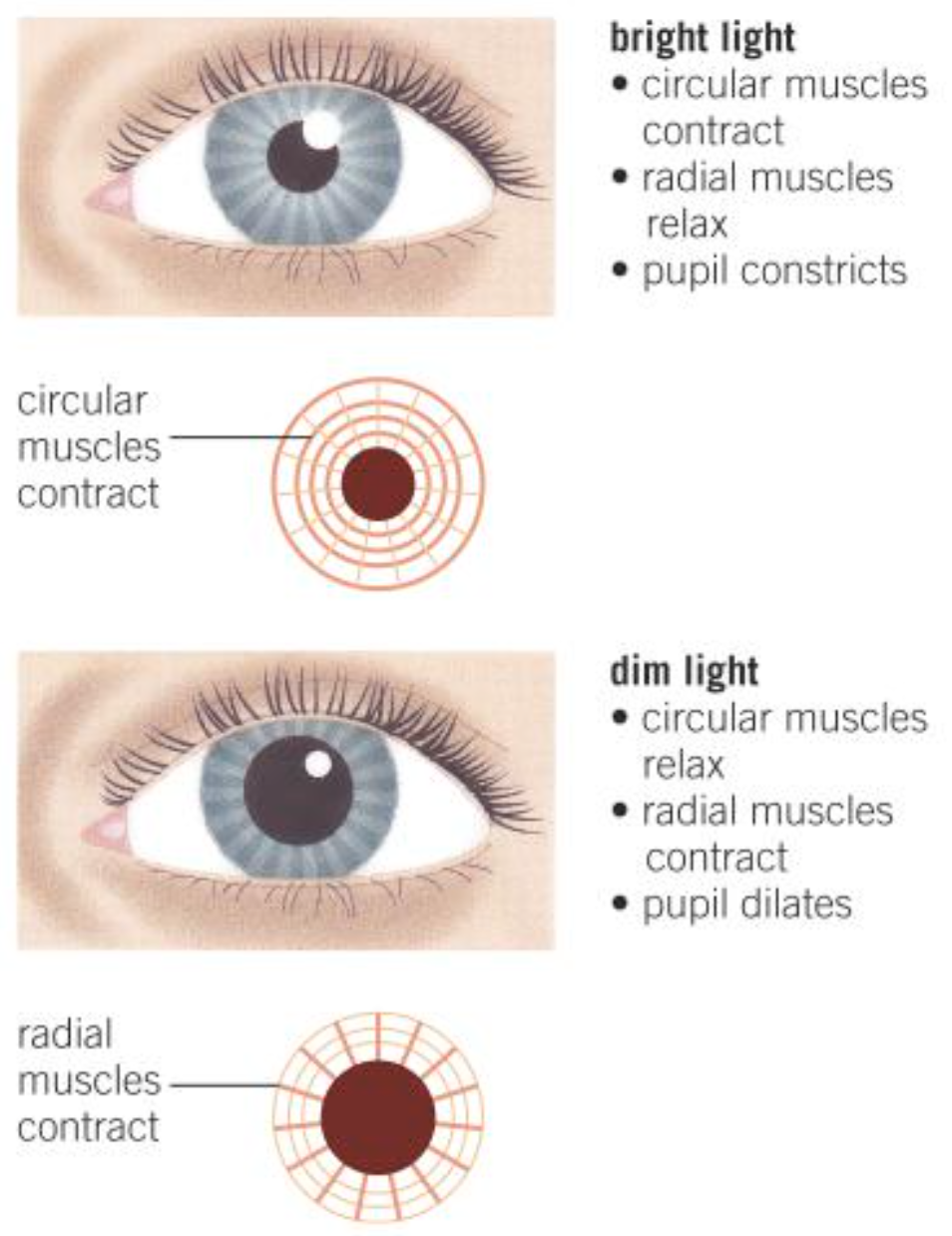 <ul><li><p>Radial muscle</p></li><li><p>Circular muscles</p></li></ul>