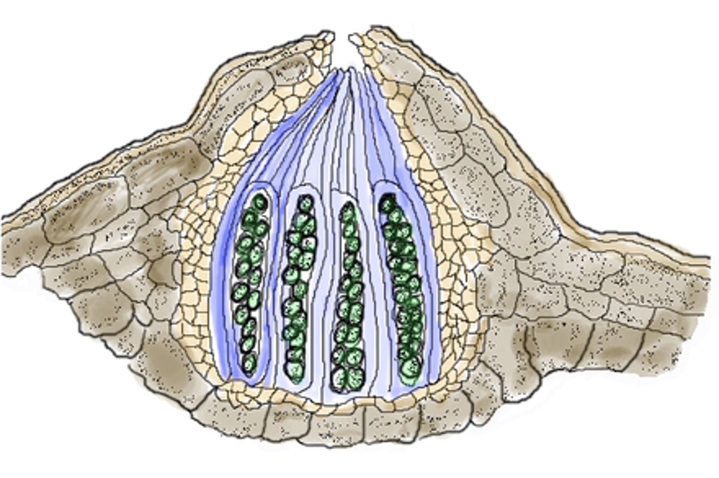 <p>owocniki u workowców</p>