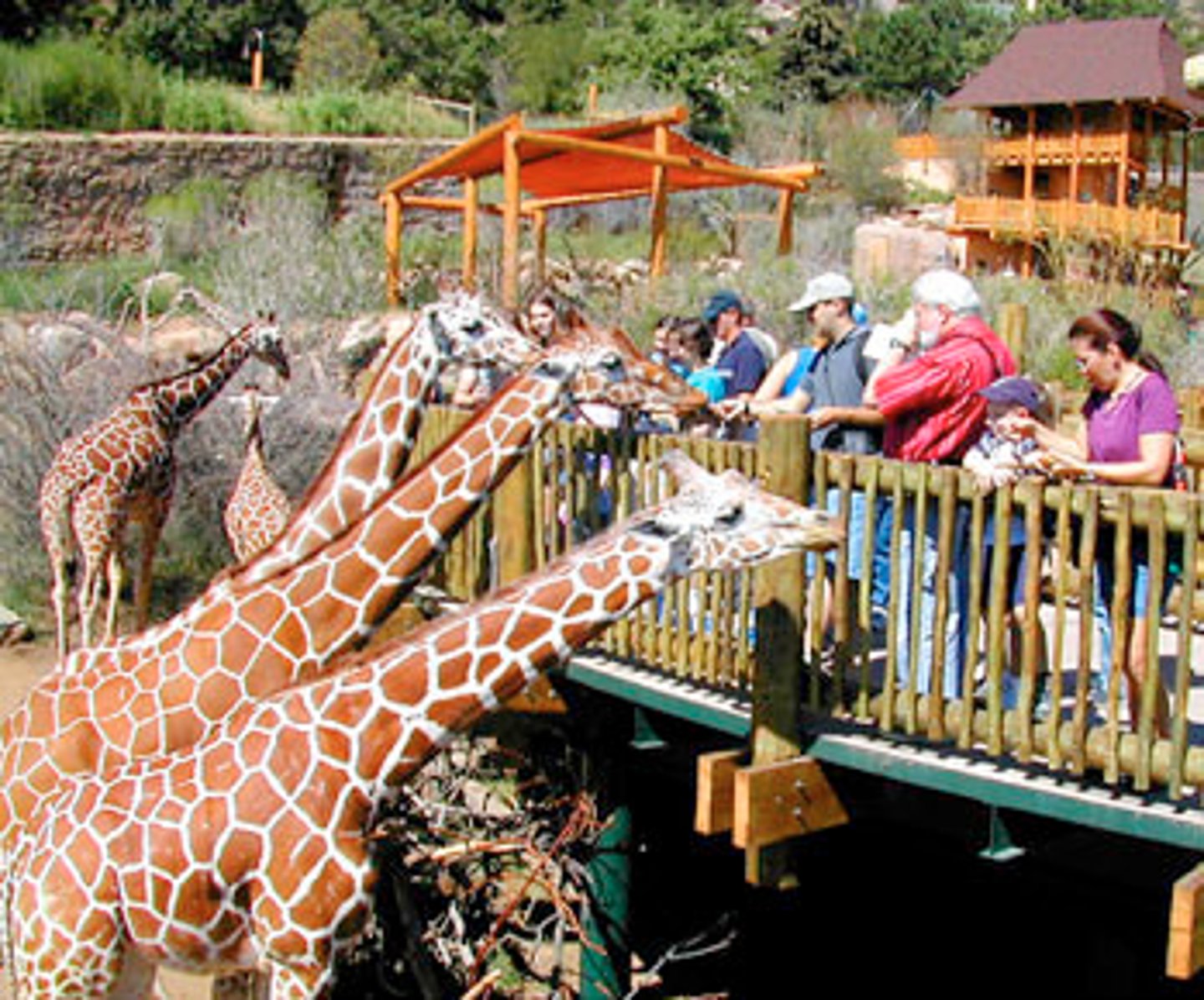 <p>a zoo</p>