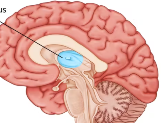 <p>the brain’s sensory control center</p><ul><li><p>located on top of the brainstem</p></li><li><p>directs messages to the sensory receiving areas in the cortex</p></li><li><p>transmits replies to the cerebellum and medulla</p></li></ul><p></p>