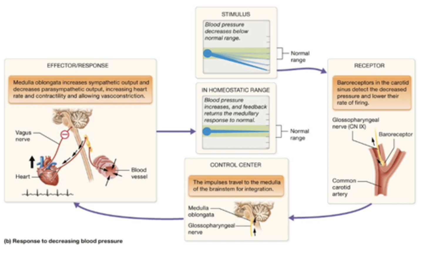 <p>1.) Baroreceptors in the carotid sinus detect decreased BP and fire action potentials slower.</p><p>2.) Impulses go to medulla for integration for autonomic centers to INHIBIT parasympathetic activity like increased HR, contractility, allowing vasoconstriction</p><p>3.) blood pressure increases, feedback decreases from medulla</p>