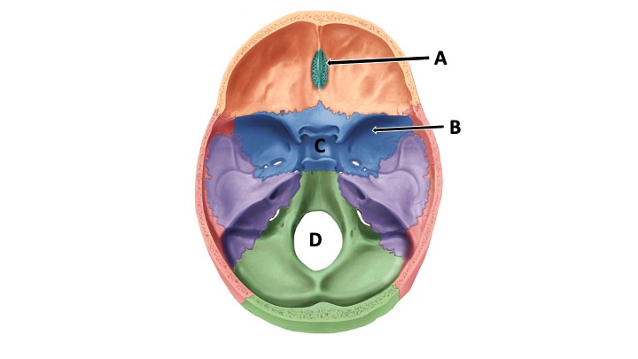 <p>Foramen magnum</p>