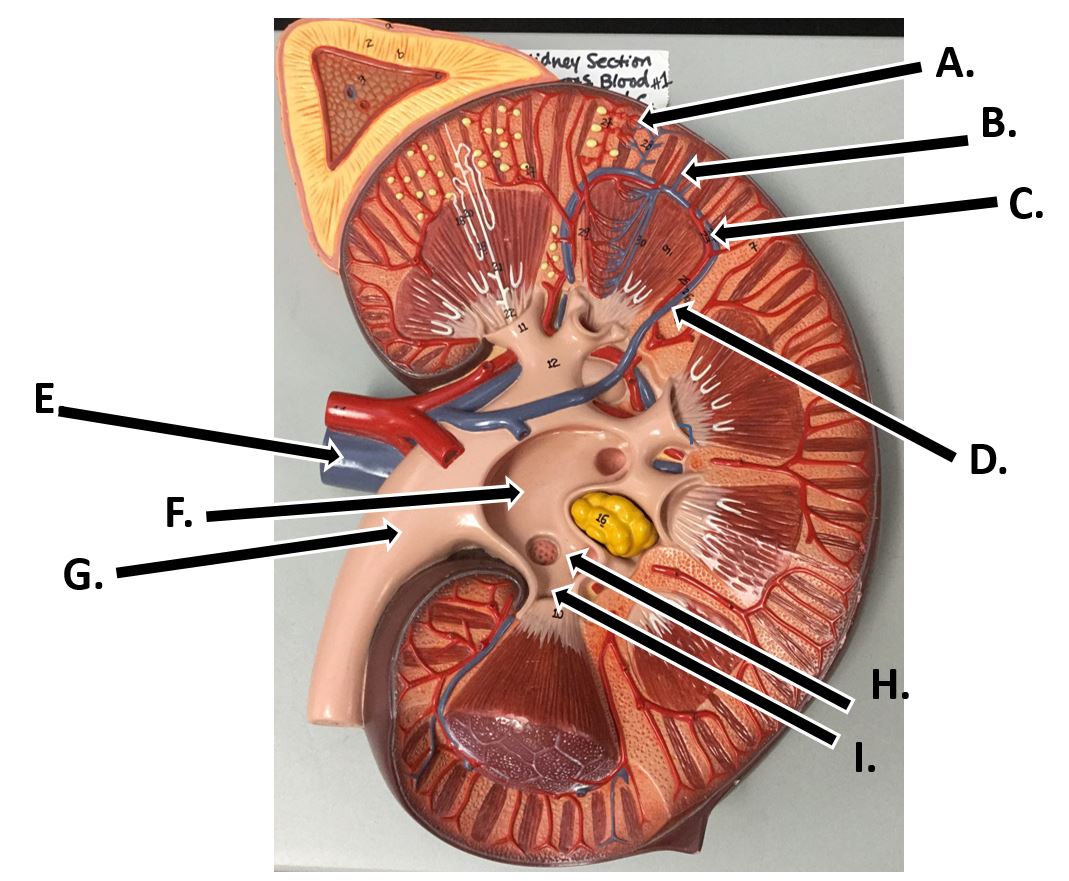 <p>C</p>