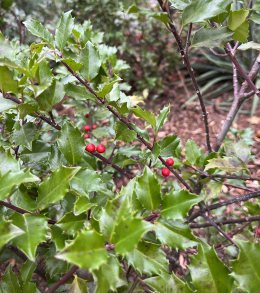<p>glossy dark green leaf, purple stem, red berries on female, spinose margin, elliptic</p>