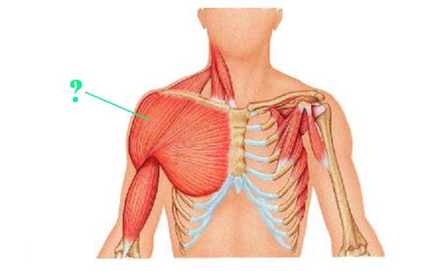 <p>Identify the indicated muscle</p>