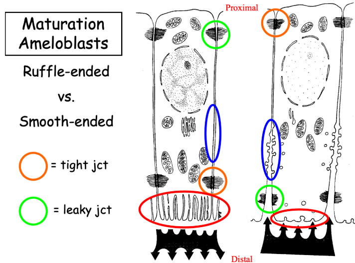 <ul><li><p>Presecretory Stage - IEE → Pre-ameloblast → Ameloblast</p></li><li><p>Secretory Stage - Ameloblast → Enamel</p><ul><li><p>~30% mineralized</p></li><li><p>Initial secretory ameloblasts secrete prism-less enamel</p></li><li><p>Secretory ameloblasts secrete enamel prisms (Tome’s Process)</p></li></ul></li><li><p>Maturation Stage</p><ul><li><p>&gt;96% mineralized</p></li><li><p>Ruffle-ended ameloblasts - Have tight junctions in distal end to prevent enamel from leaking</p></li><li><p>Smooth-ended ameloblasts - Have leaky junctions in distal end to remove water and organic proteins</p></li></ul></li><li><p>Protective - Ameloblasts become cuboidal covering mature enamel</p></li></ul><p></p>