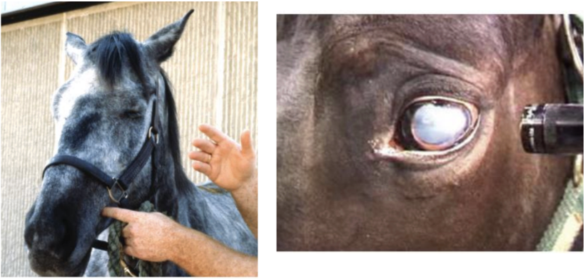 <p>Cranial Nerve - <strong>Oculomotor</strong></p><ul><li><p>Related to pupillary reflex</p></li><li><p>Function: pupillary constriction, extra ocular muscles</p></li><li><p>Assessment: pupillary light reflex, pupil size, eye position, lesions cause ventral strabismus, loss of PLR</p></li></ul><p></p>