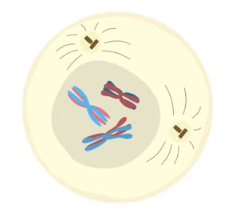 <p>homologous chromosomes pair and condense (synapsis), meiotic spindle forms, centrosomes move to poles, nuclear envelope breaks down</p>
