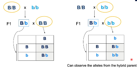 <p>Hybrid crossed with an individual that has the same genotype of either of their parents</p><p><span>If trait is completely dominant, backcross involving parent with recessive alleles would enable observation of the alleles from the hybrid parent</span></p>